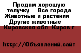 Продам хорошую телучку. - Все города Животные и растения » Другие животные   . Кировская обл.,Киров г.